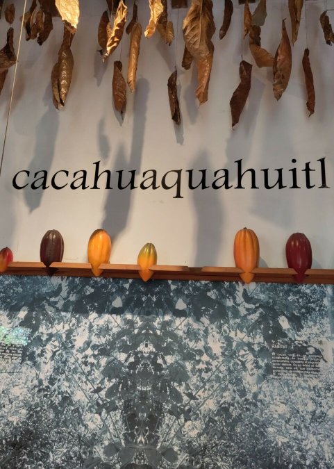 Cocoa Beans and Aztec Gold in Mexico City